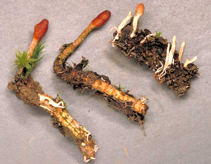 cordyceps1