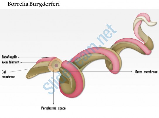 0714 borrelia burgdorferi medical images for powerpoint Slide01
