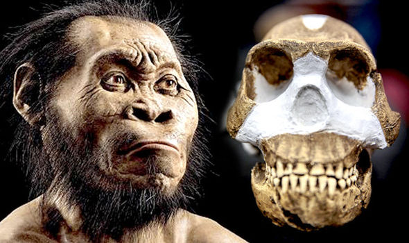 homo naledi